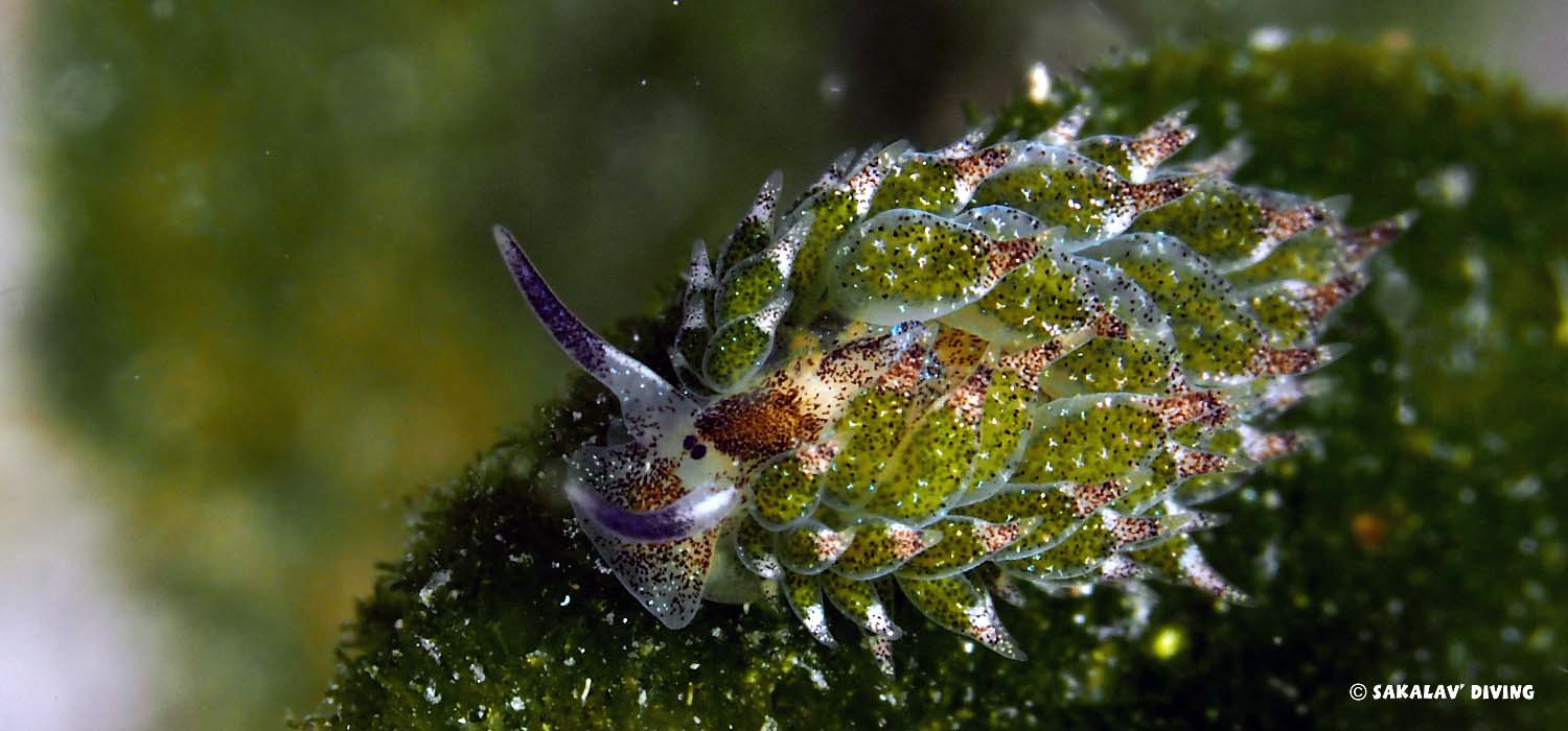 Photo macro in Nosy Be Madagascar